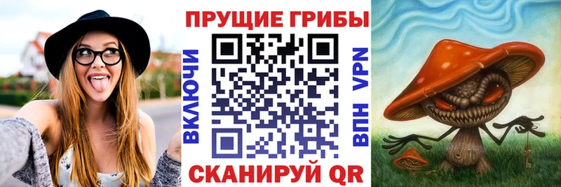 Купить где Новочеркасск Псилоцибиновые грибы Psilocybine cubensis